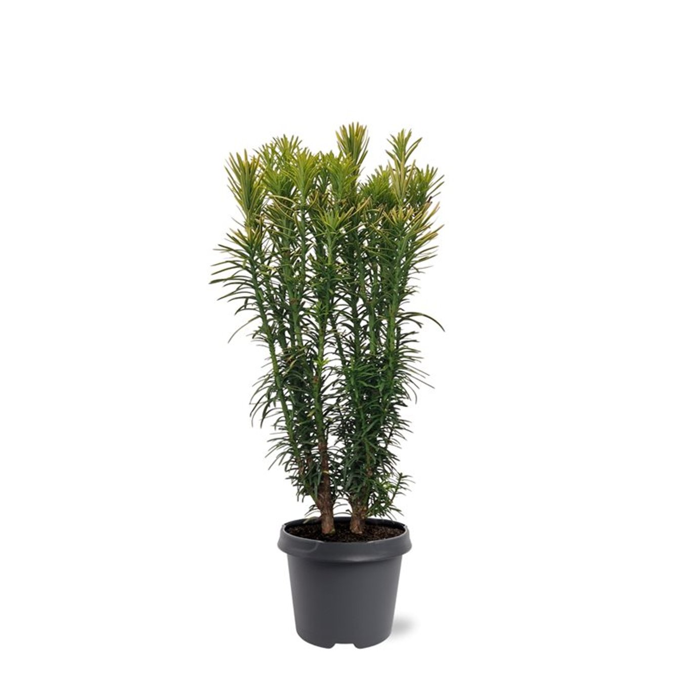 Plommonidegran – Cephalotaxus harringtonii 'Korean Gold' - C5 40-50 CM