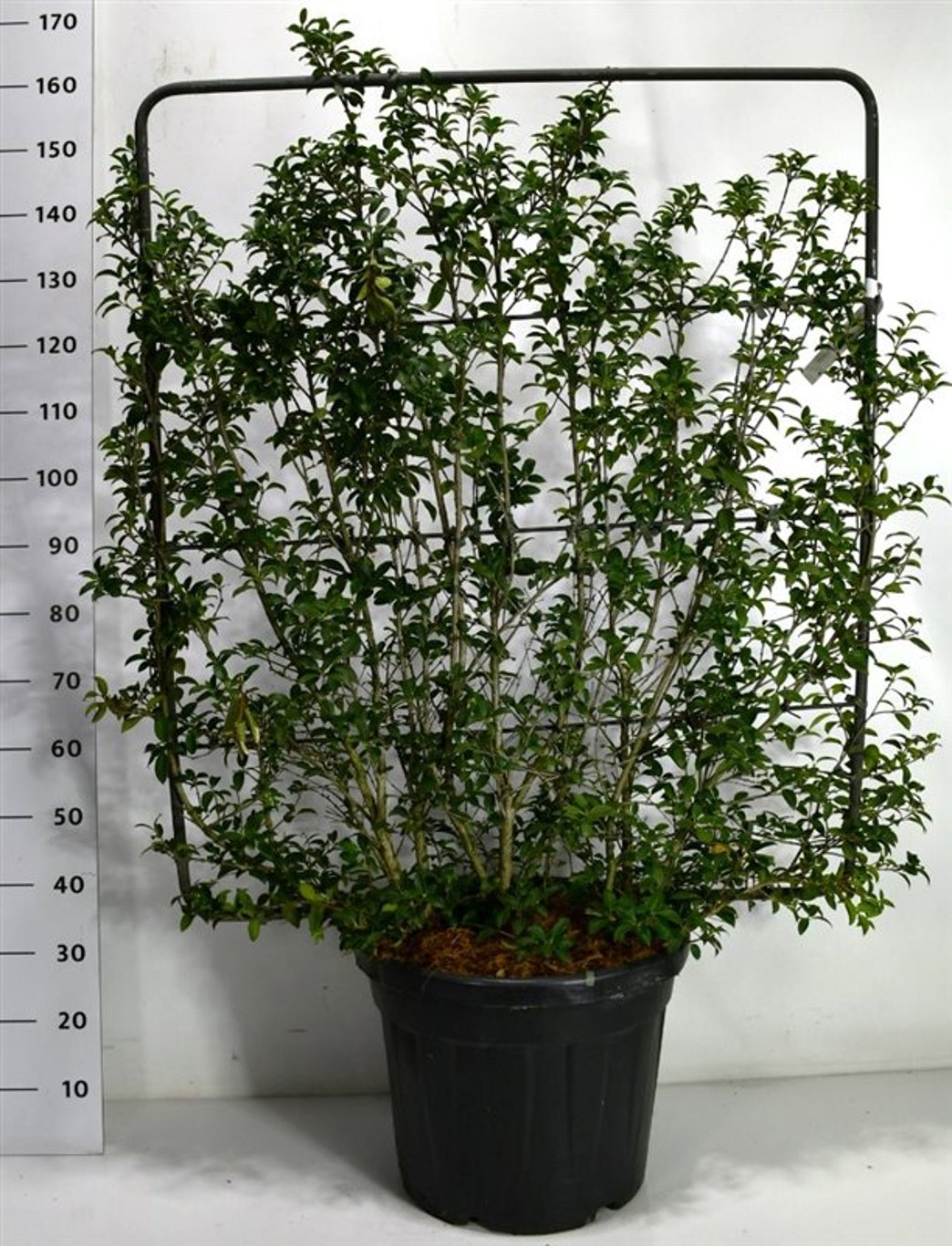 Burkwoodosmanthus – Osmanthus burkwoodii - C45 120 cm. Scherm