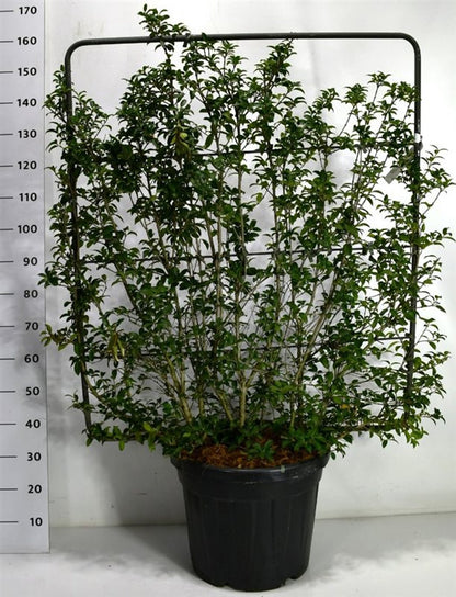 Burkwoodosmanthus – Osmanthus burkwoodii - C45 120 cm. Scherm