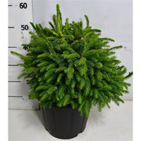 Serbgran – Picea omorika 'Nana' - C13 35-40 cm.