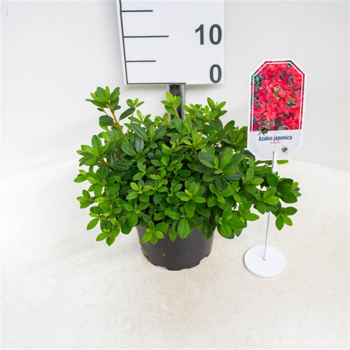 Rhododendron – Rhododendron (AJ); 'Arabesk' - C2 20-25 CM