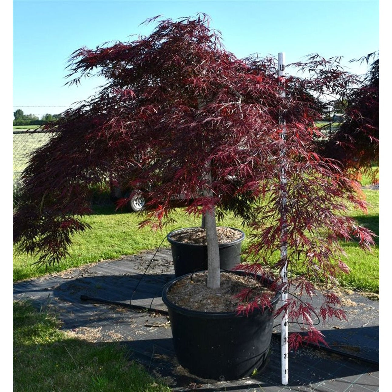 Japansk lönn – Acer palmatum 'Stella Rossa' - C160 100-110 cm. Stam