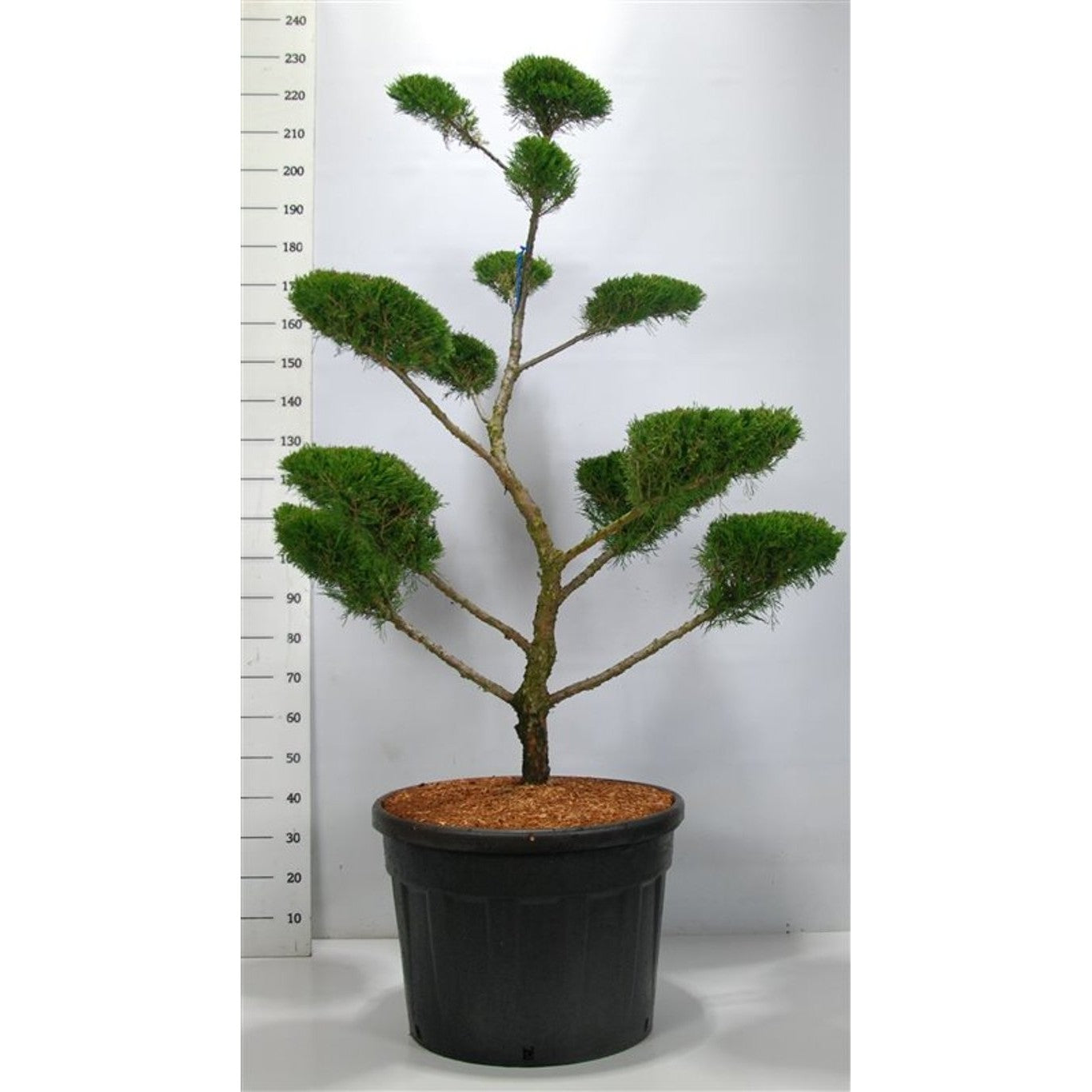 Pfitzer-en – Juniperus pfitzeriana 'Mint Julep' - 125-150 CM Bonsai Cont.