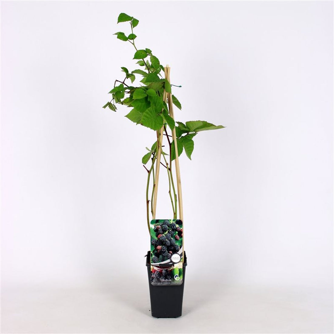 Björnbär – Rubus fruticosus &