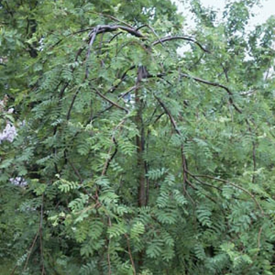 Rönn – Sorbus aucuparia 'Pendula' - C25 6/8  200 CM Stem