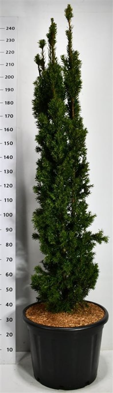 Hybrididegran – Taxus media &
