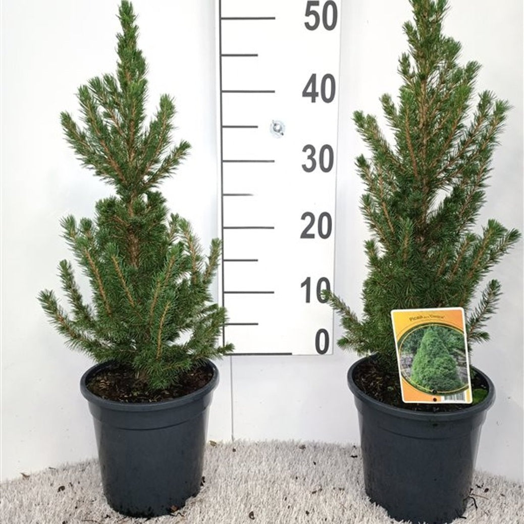 Vitgran – Picea glauca 'Conica' - C3 40-50 CM