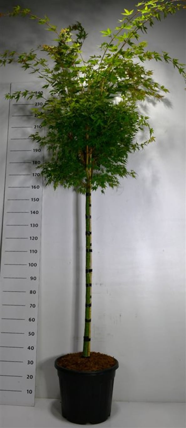 Japansk lönn – Acer palmatum &