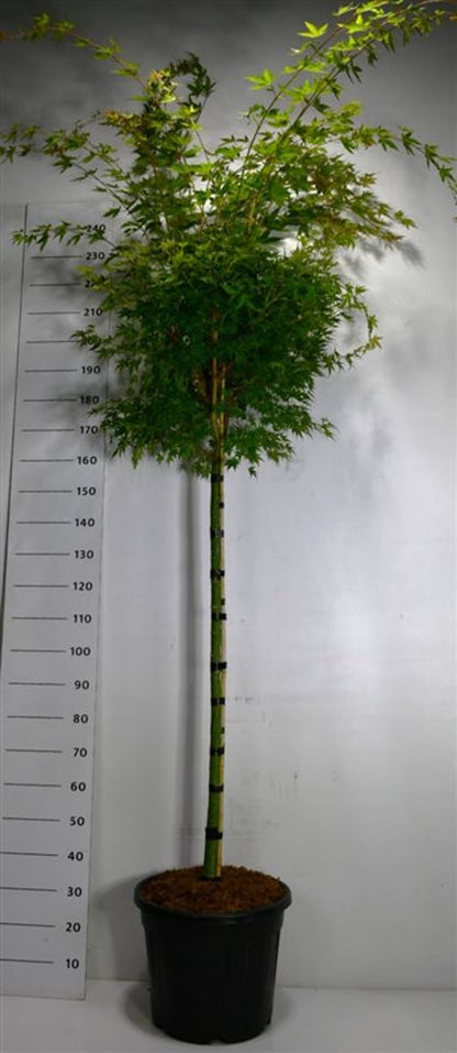 Japansk lönn – Acer palmatum &
