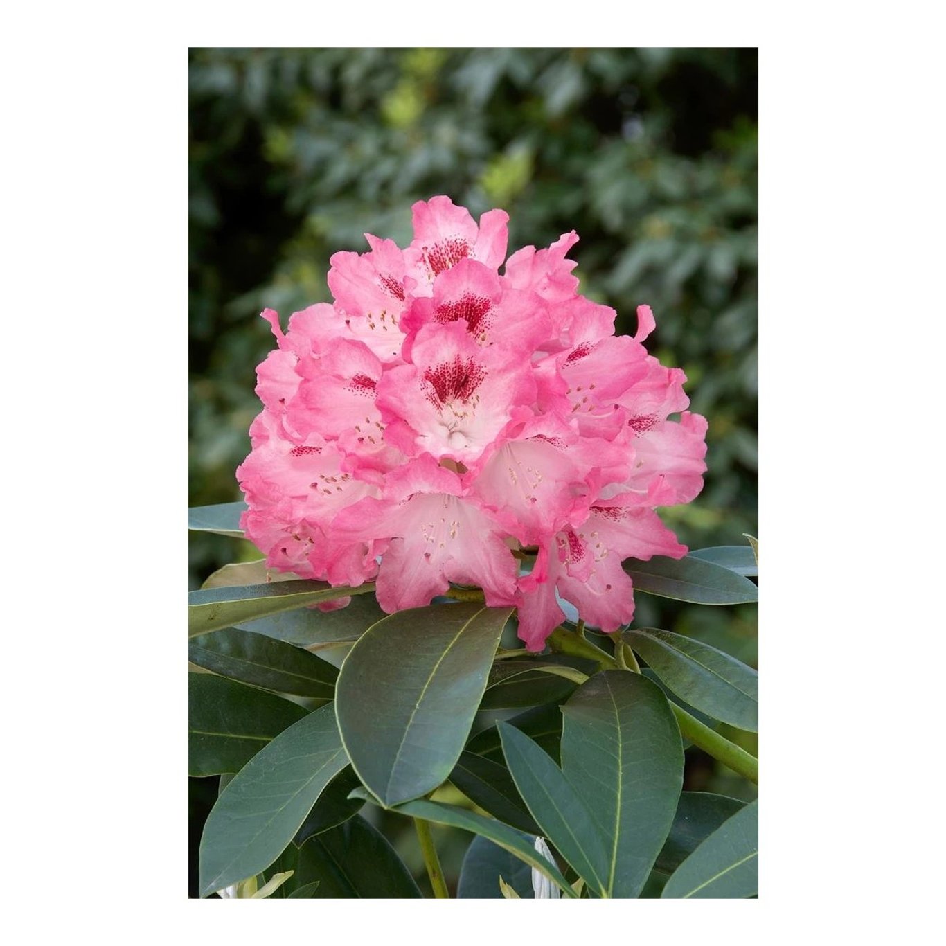 Rhododendron – Rhododendron (Y); 'Sneezy' - C5 25-30 CM