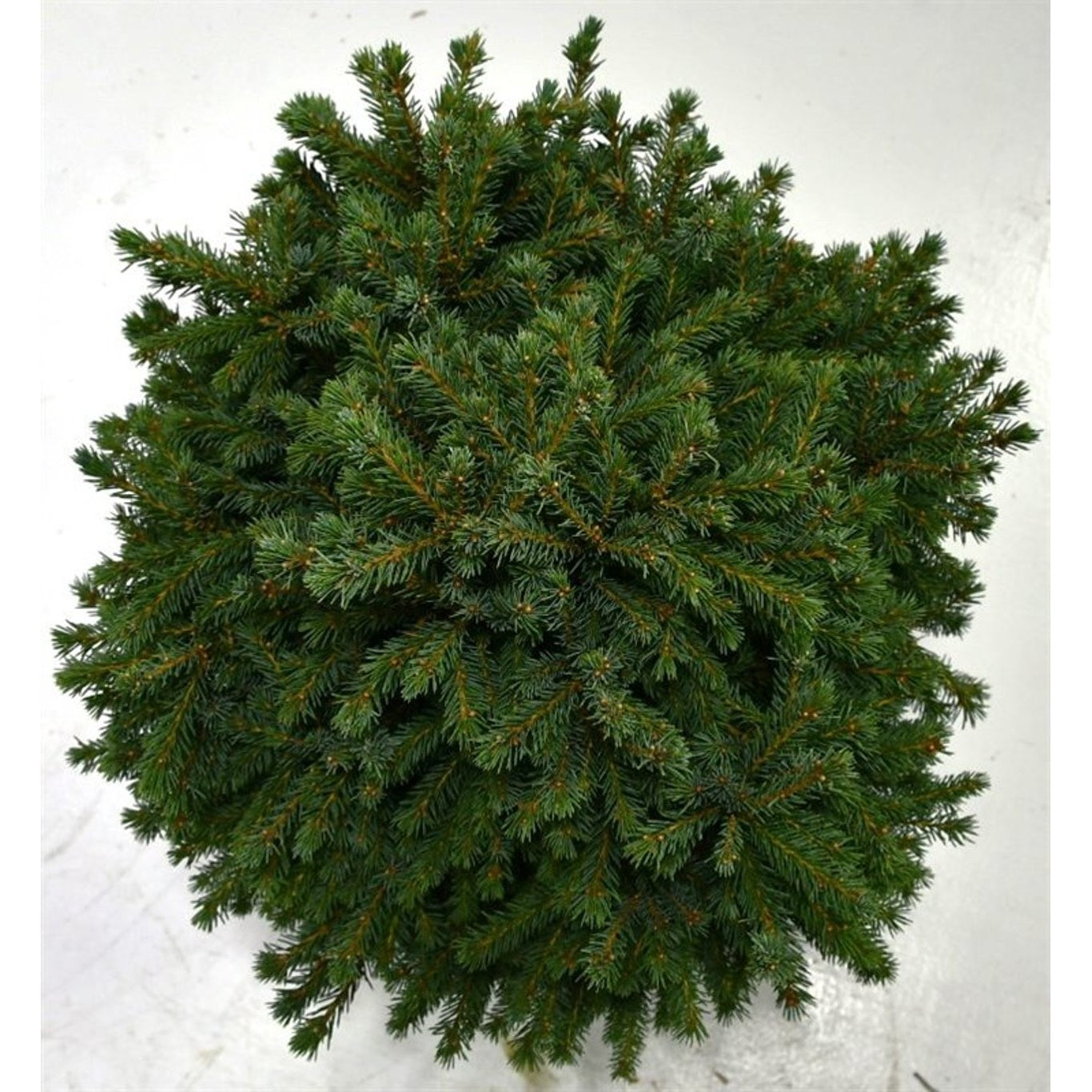 Vitgran – Picea glauca 'Echiniformis' - C12 35-40 CM