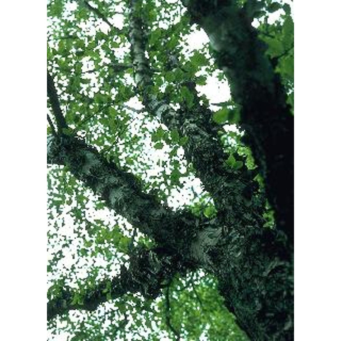 Svartbjörk – Betula nigra - C35 12/14  200 CM Stem