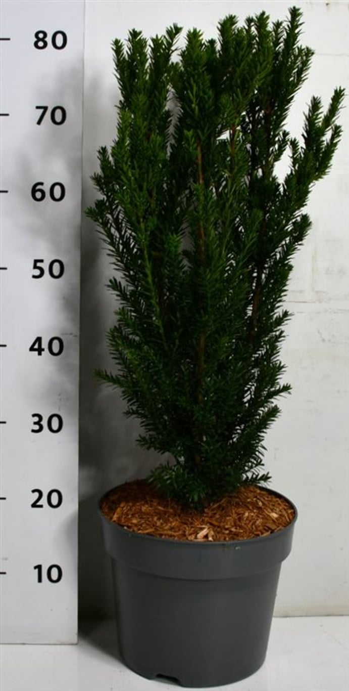 Hybrididegran – Taxus media &