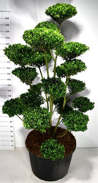 Ilex 'Impala' - C180 175-200 cm. Bonsai