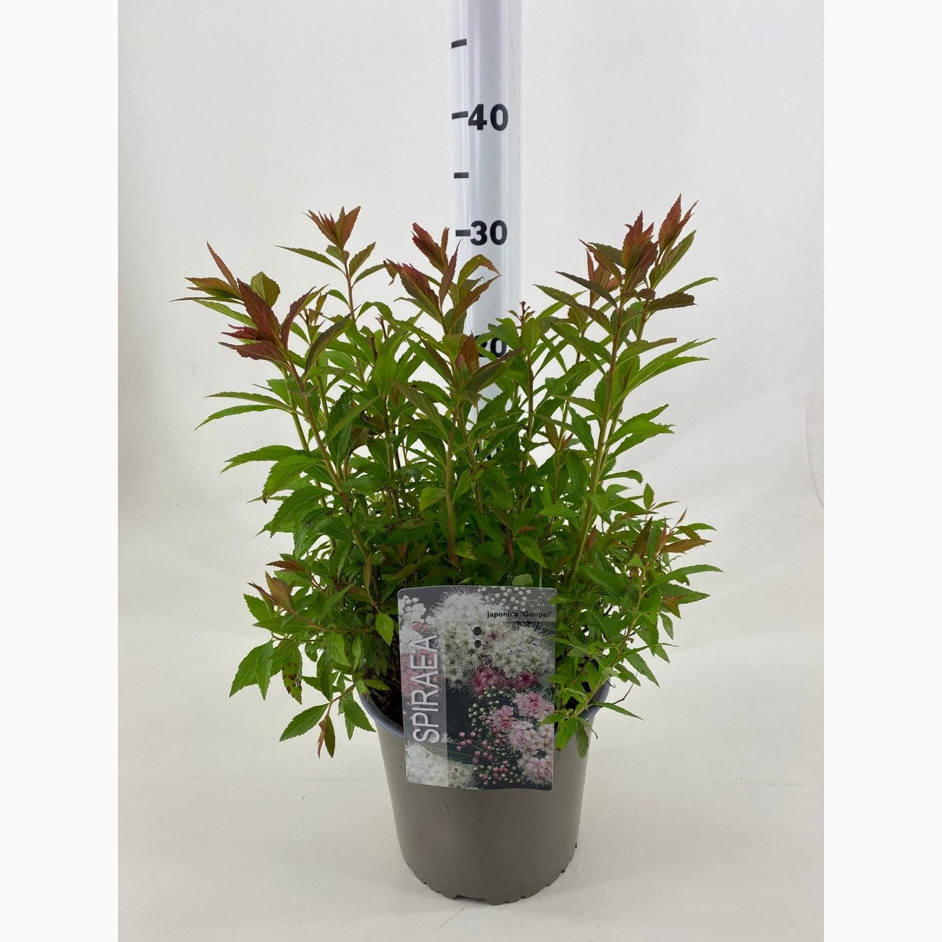 Praktspirea – Spiraea japonica 'Genpei' - C3 20-30 CM