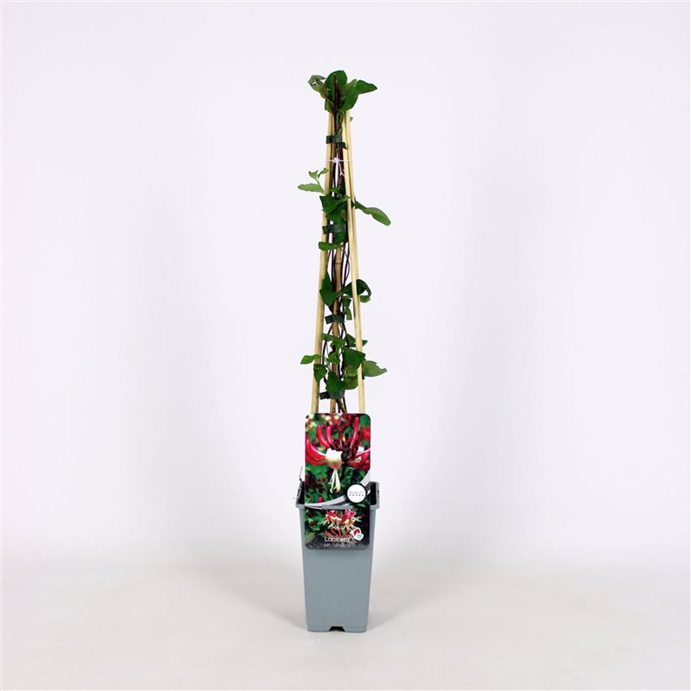 Kaprifol – Lonicera periclymenum 'Serotina' - C2 70/+ CM