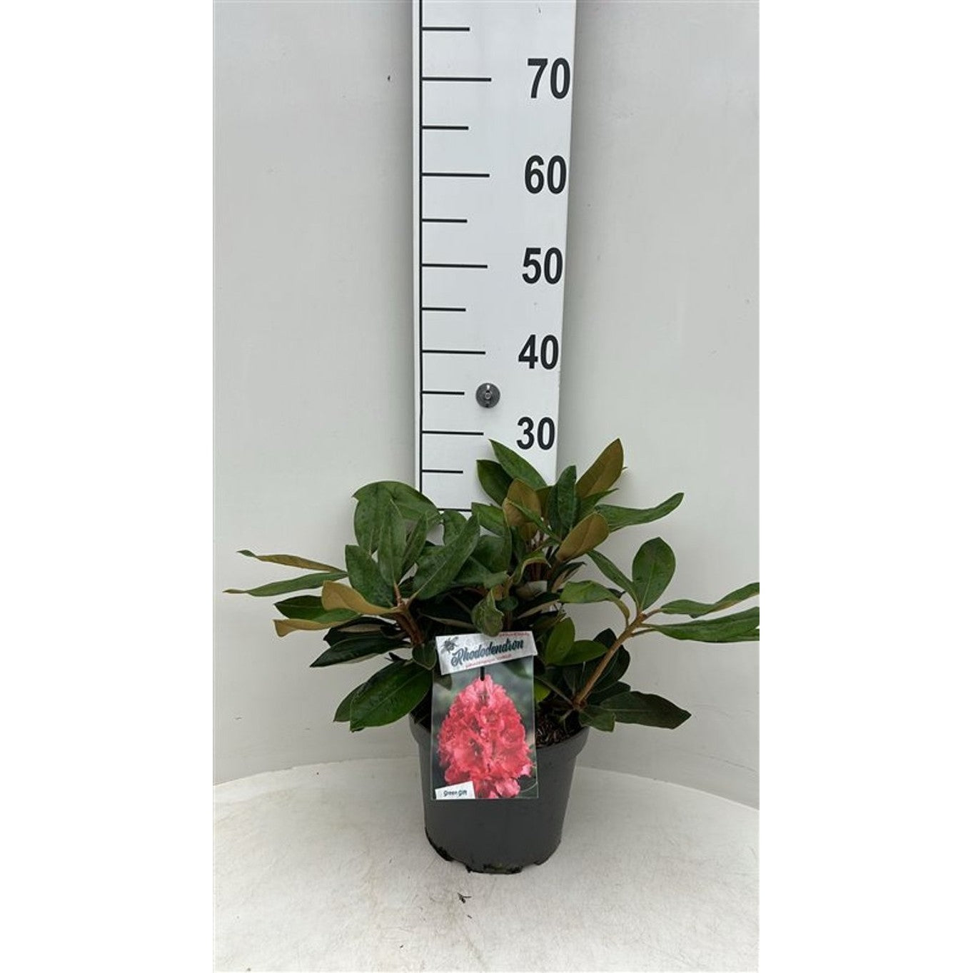 Rhododendron – Rhododendron 'Vollblut' - C5 30/+ CM