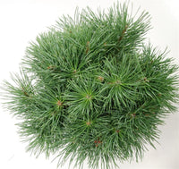 Tall – Pinus sylvestris 'Watereri' - C13 40 cm. Stam
