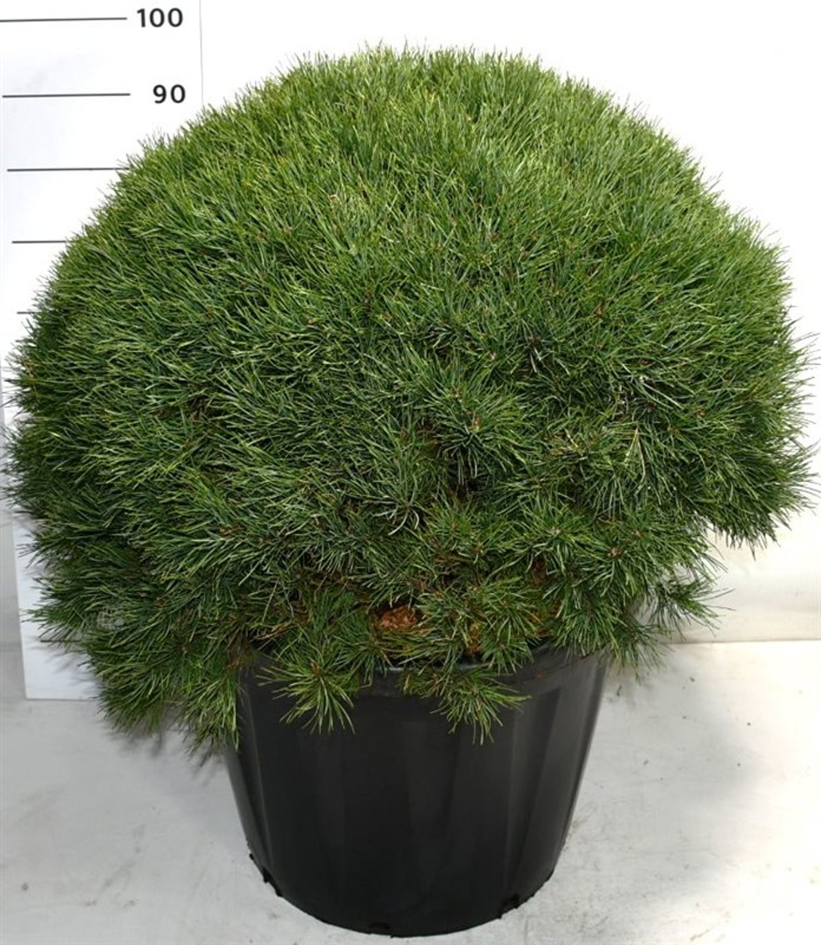 Tall – Pinus sylvestris 'Watereri' - C80 70-80 cm. Bol