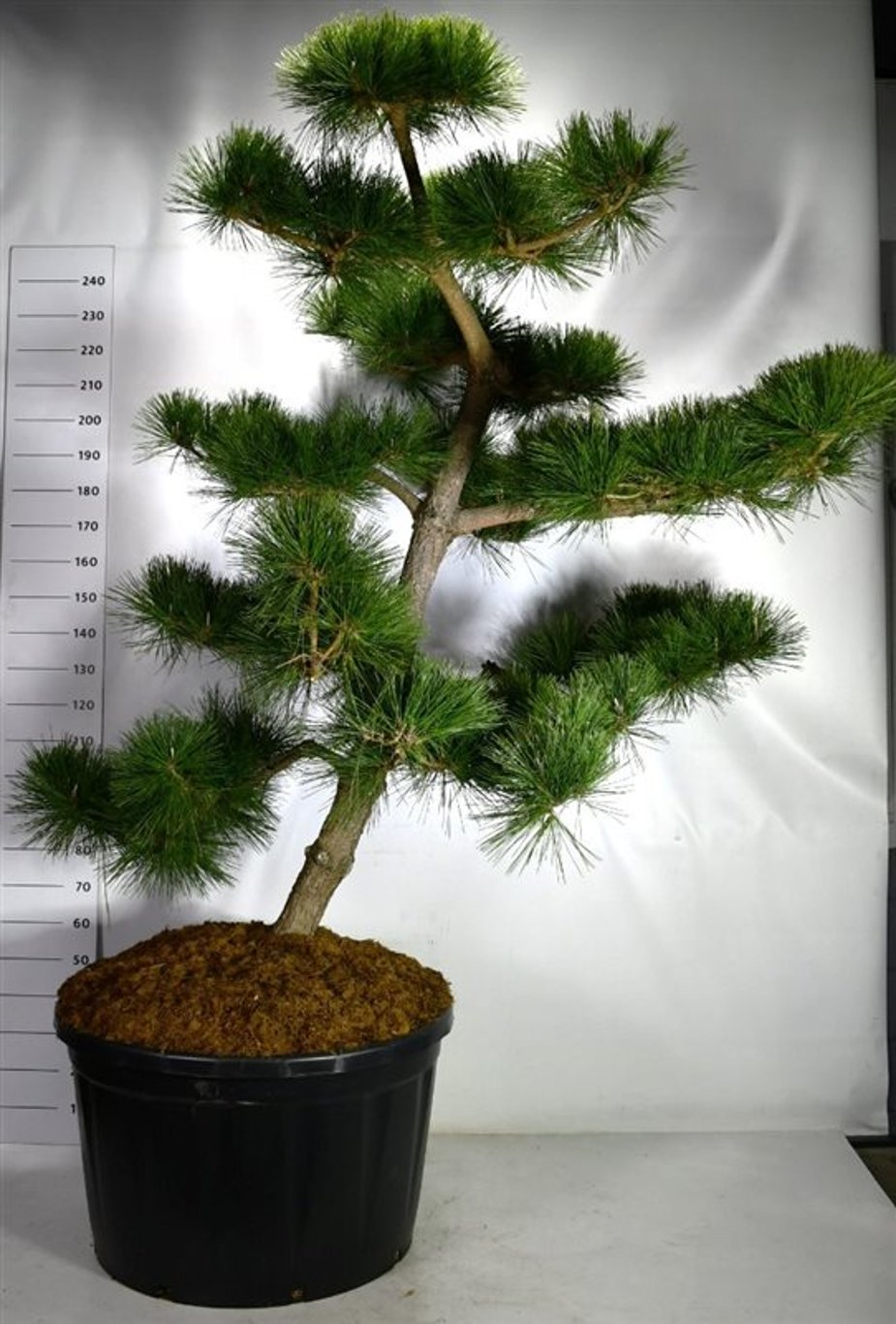 Japansk svarttall – Pinus thunbergii &