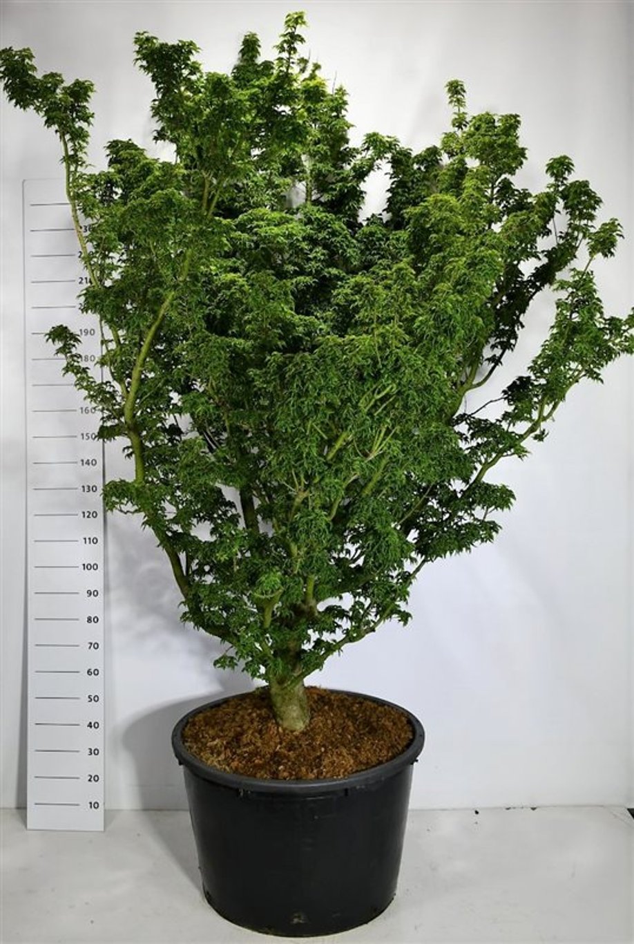 Japansk lönn – Acer palmatum &