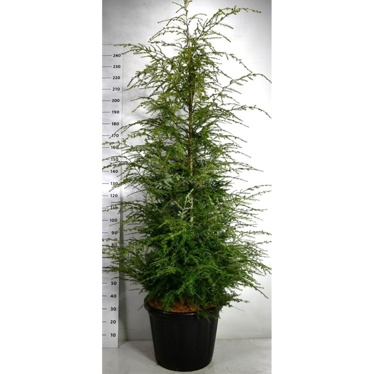 Hemlock – Tsuga canadensis - C80 175-200 cm.