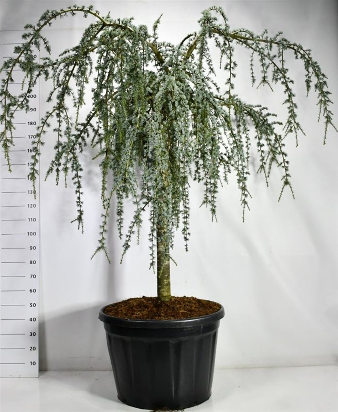 Atlasceder – Cedrus atlantica &