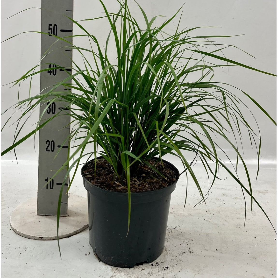 Tuvrör – Calamagrostis acutiflora 'Karl Foerster' - C5