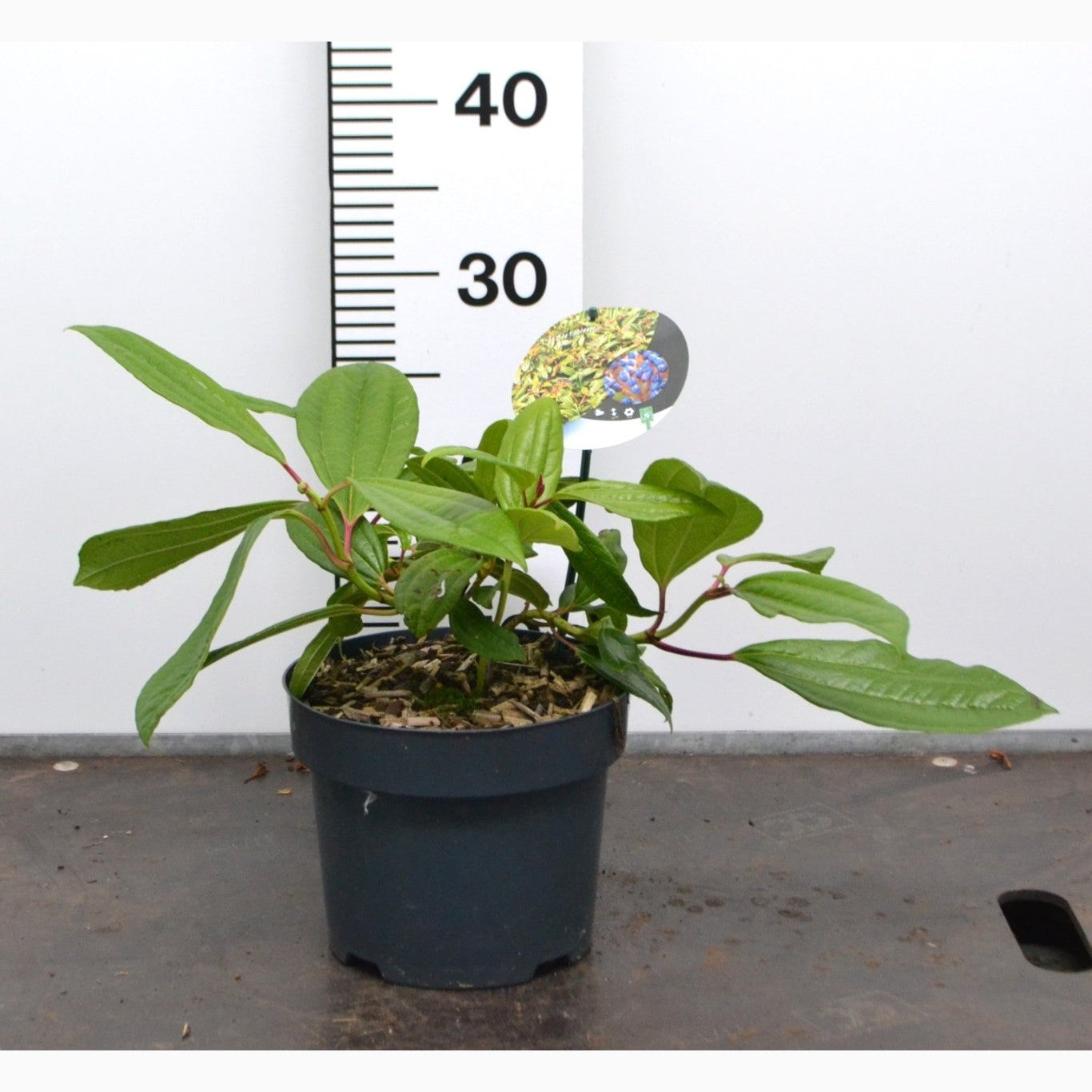 Davidii-olvon – Viburnum davidii - C3 20-40 CM