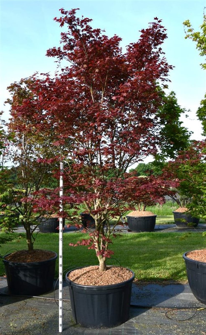 Japansk lönn – Acer palmatum &