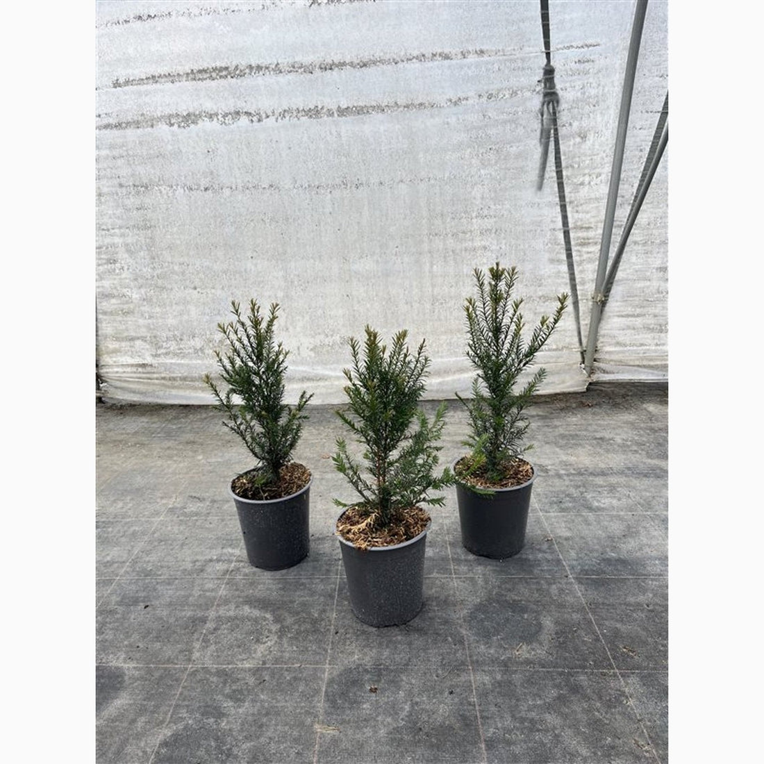 Idegran – Taxus baccata - C3.5 30-50 CM