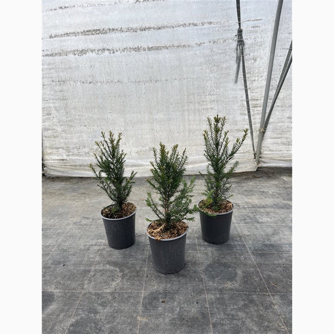 Idegran – Taxus baccata - C3.5 30-50 CM