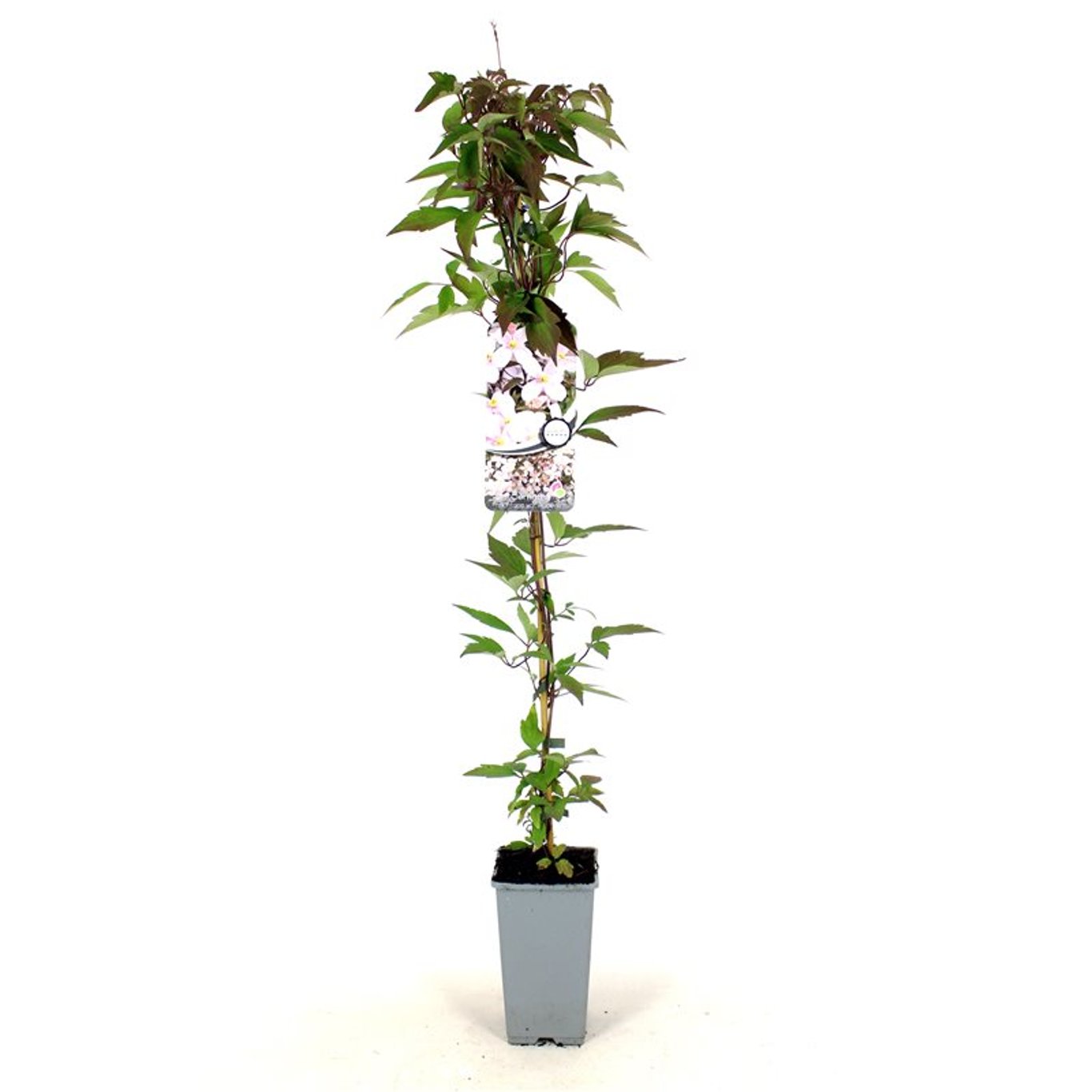 Klematis – Clematis montana rubens - C2 80-100 CM Stick