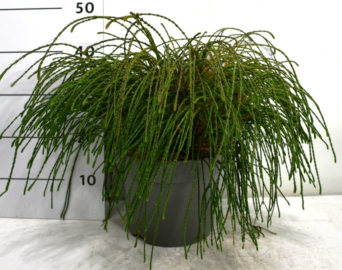 Thuja – Thuja plicata &