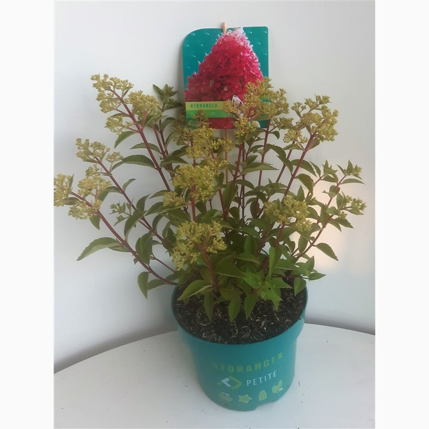 Syrenhortensia – Hydrangea paniculata 'Petite Flori' - C3 30-40 CM