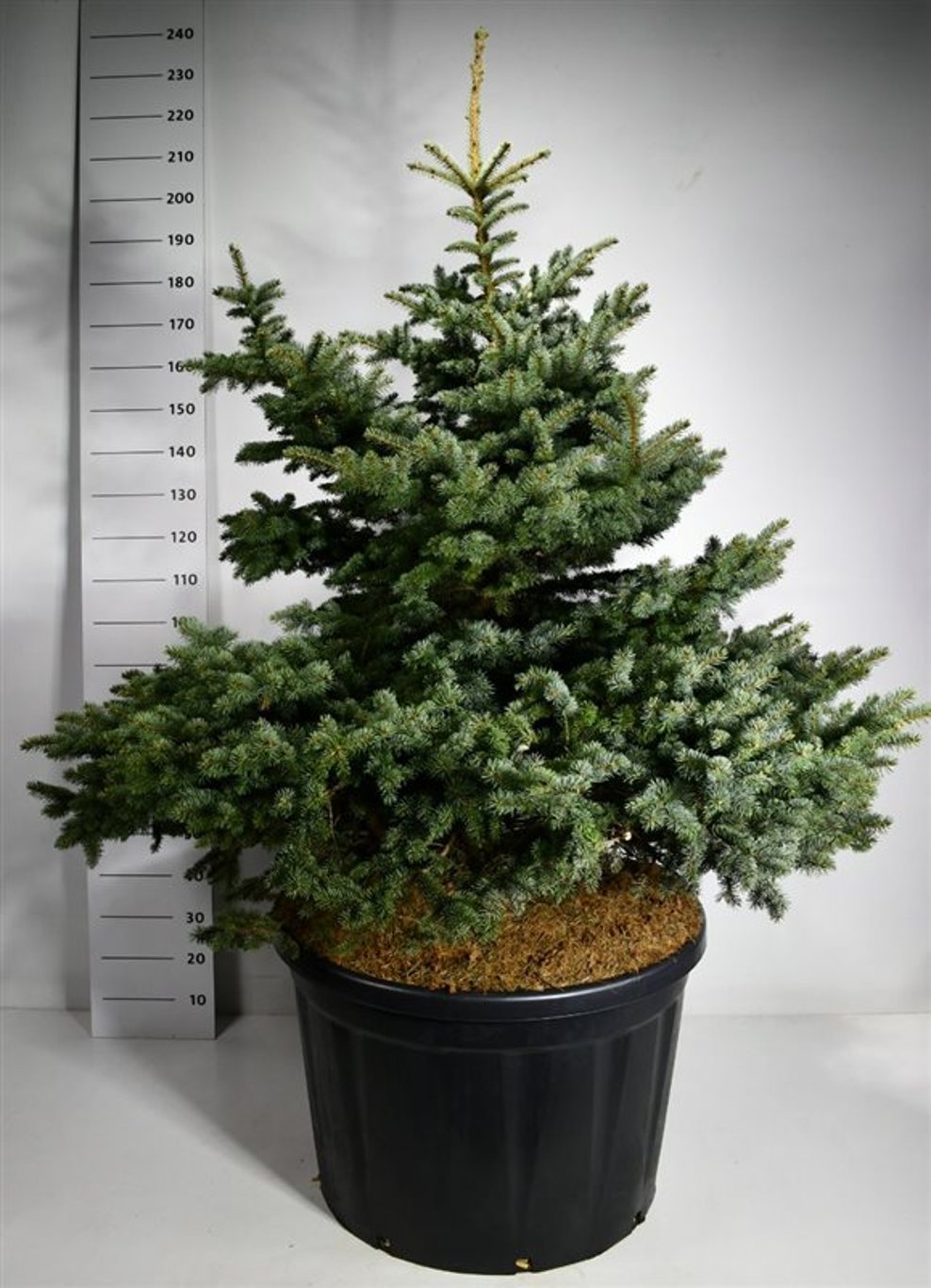 Blågran – Picea pungens &