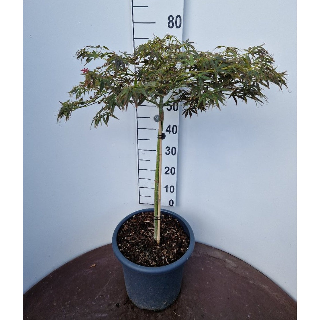 Japansk lönn – Acer pal. 'Nimura' - 50 CM Stem C15