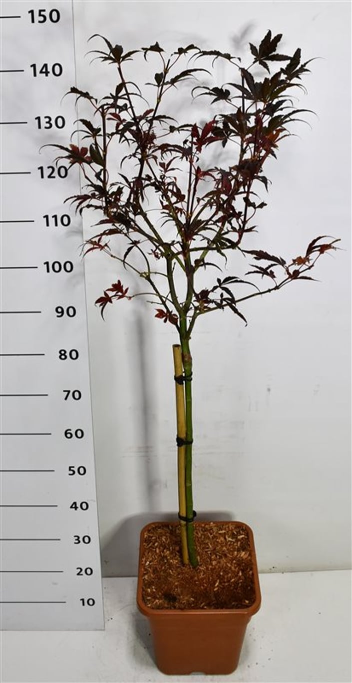 Japansk lönn – Acer palmatum &