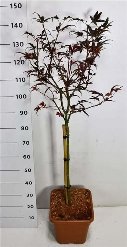 Japansk lönn – Acer palmatum &