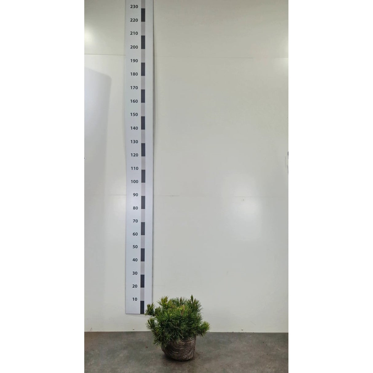 Bergtall – Pinus mugo pumilio - 25-30 CM RB
