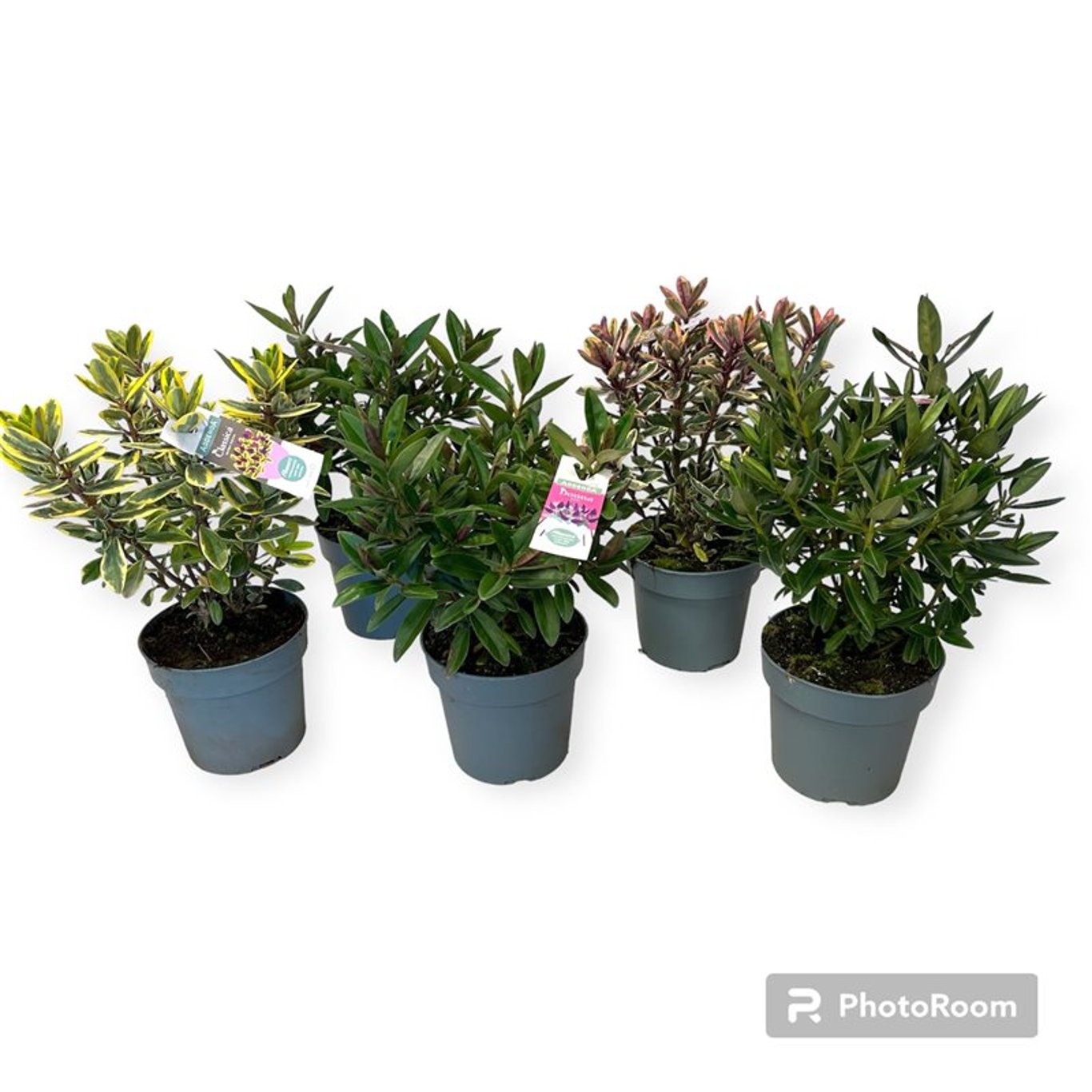 Hebe – Hebe Addenda Gemengd - C2