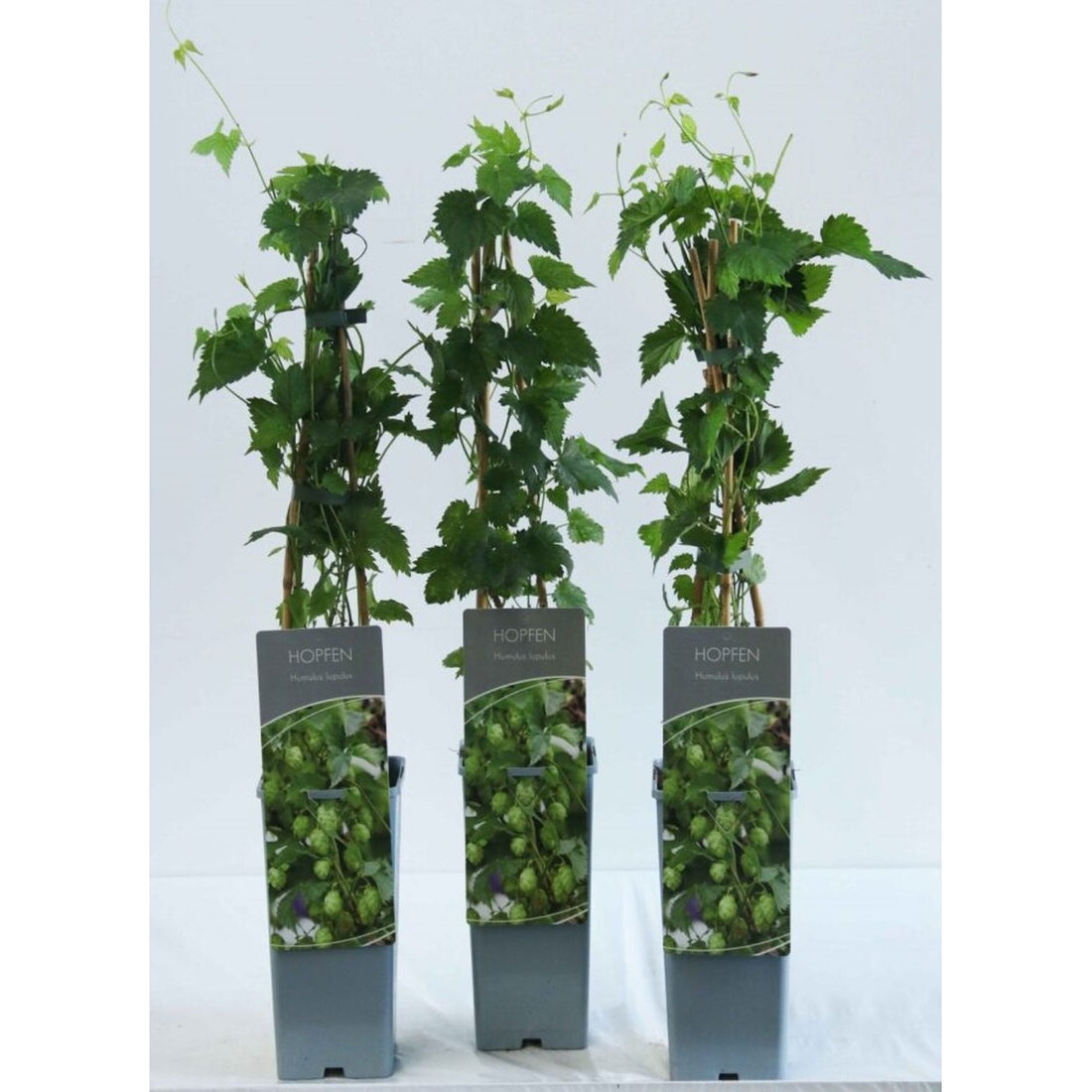 Humle – Humulus lupulus - C2 50-60 CM 3 Stick