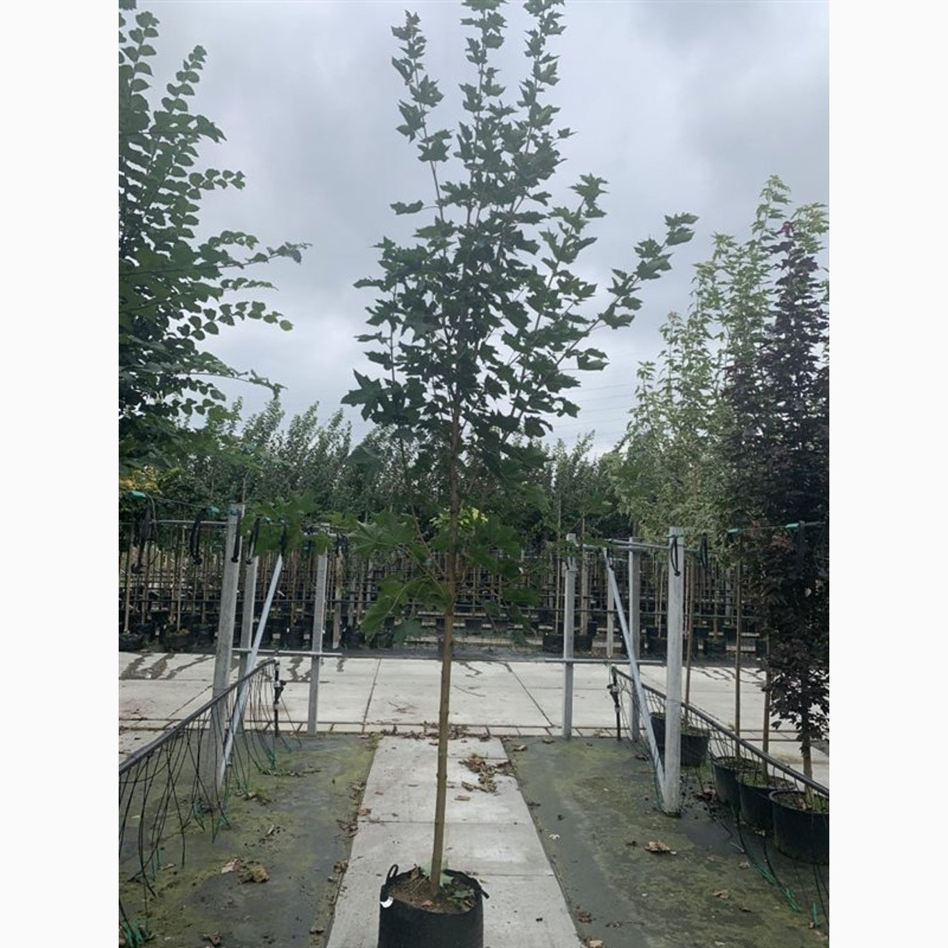 Skogslönn – Acer plat. 'Emerald Queen' - 200-250 CM in Cont.