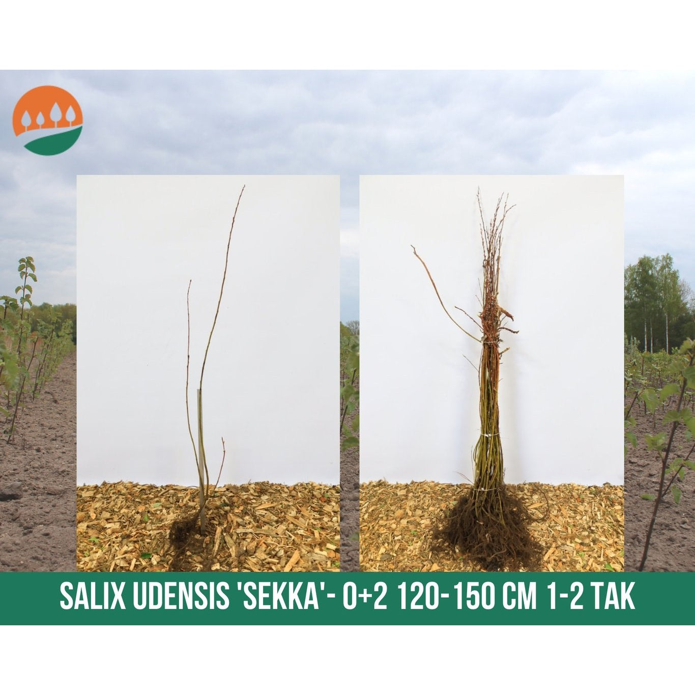 Japansk pil – Salix udensis 'Sekka' - 60-100 CM bare root 0/1   1-2 branche