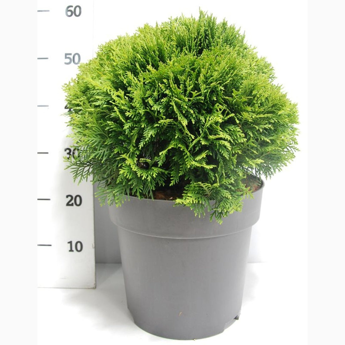 Thuja – Thuja occidentalis &