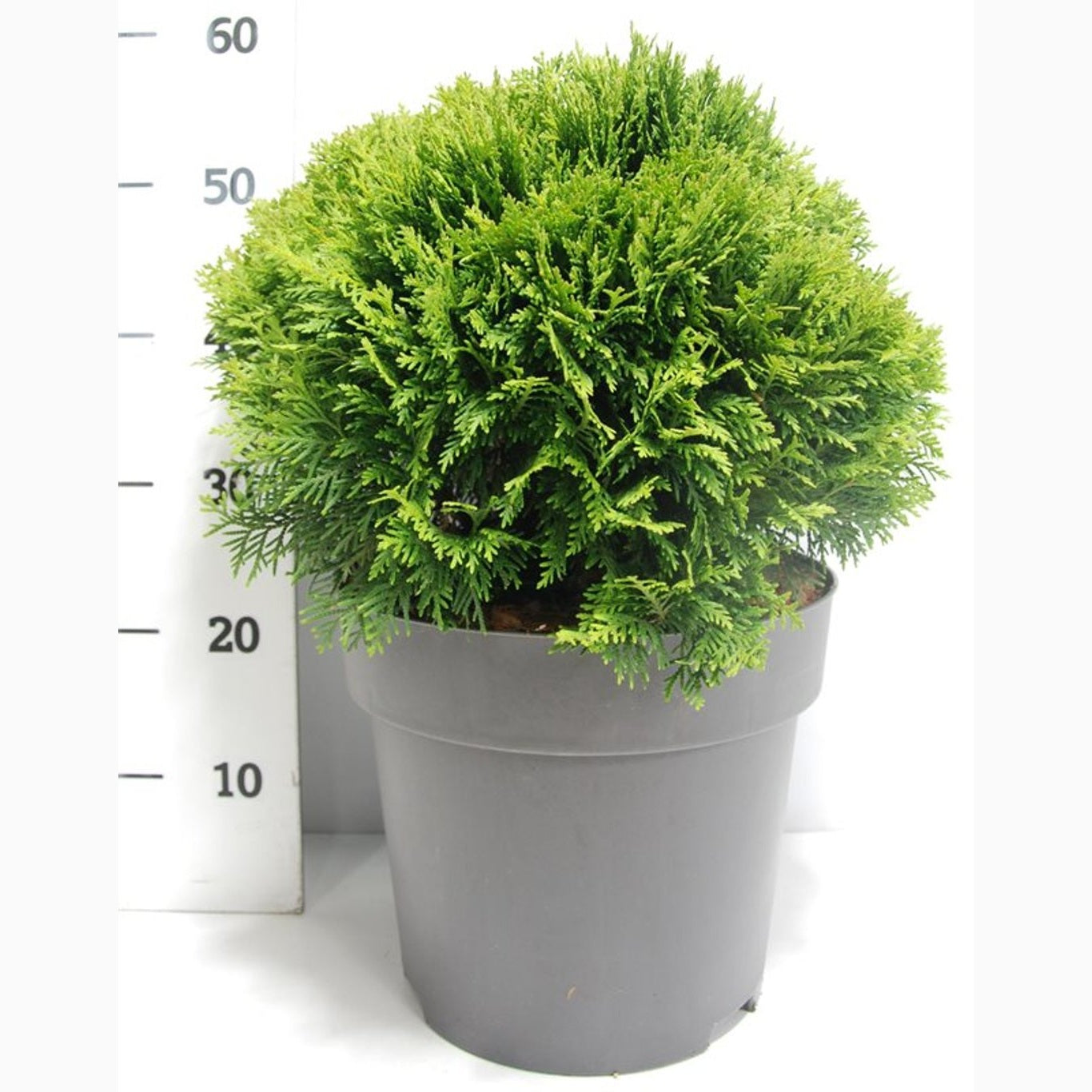 Thuja – Thuja occidentalis 'Danica' - C12 40-50 CM