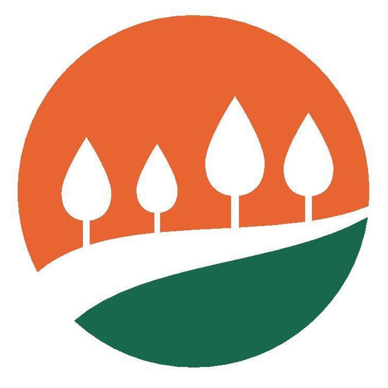 Liguster – Ligustrum vulgare 'Lodense' - 40-60 CM bare root 0/2  3-5 branche