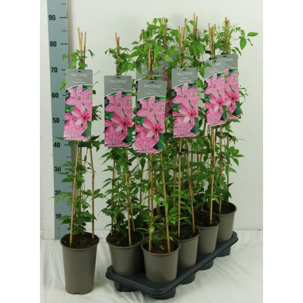 Klematis – Clematis 'Hagley Hybrid' - C2 60-80 CM Stick