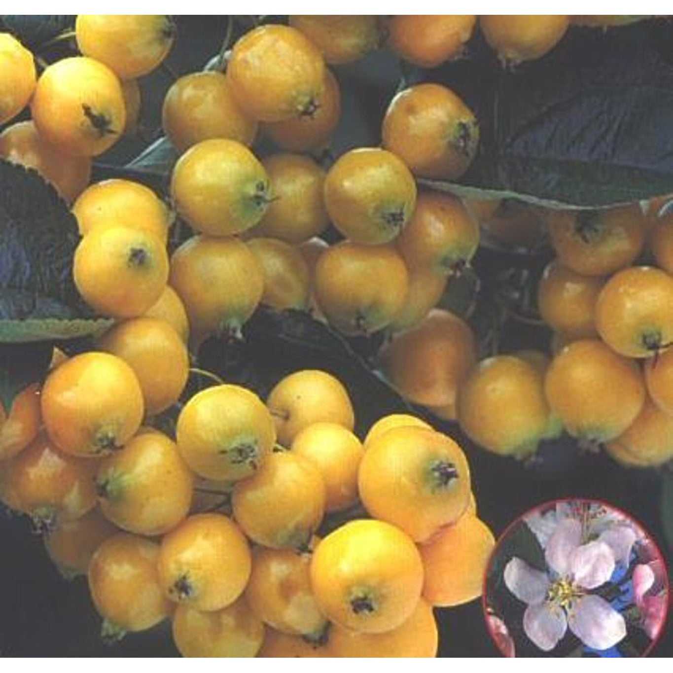 Äpple – Malus 'Golden Hornet' - 120 CM Stem C12