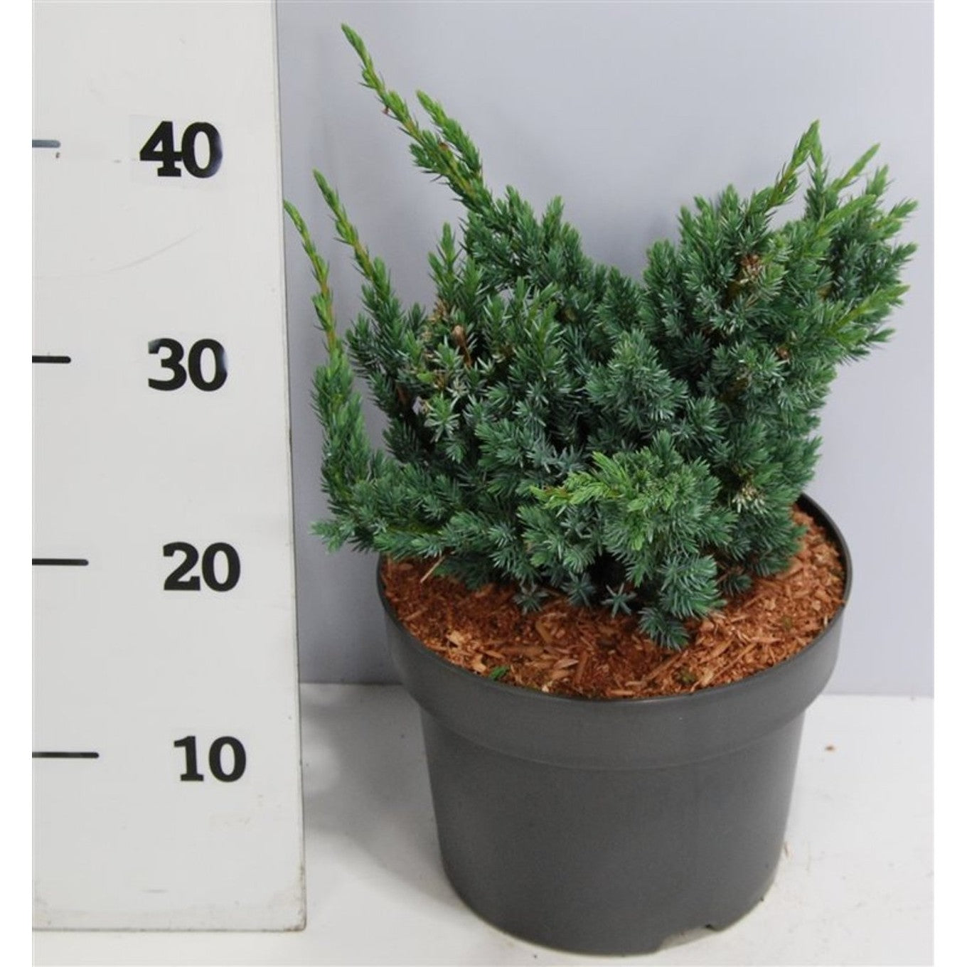 Himalaya-en – Juniperus squamata 'Meyeri' - C5 30-40 cm.